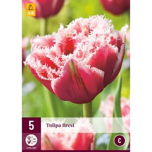 JUB Holland Tulipa Brest