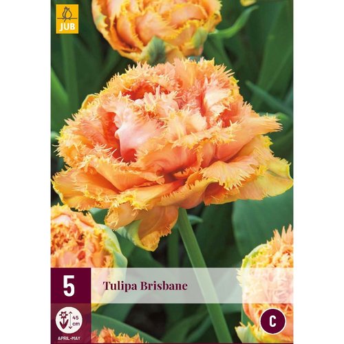 JUB Holland Tulipa Brisbane