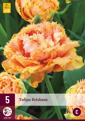 JUB Holland Tulipa Brisbane