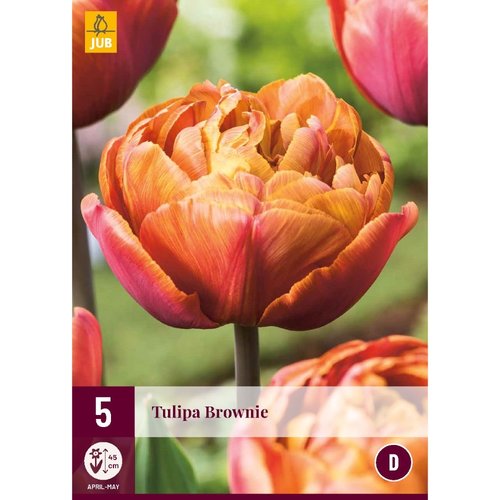 JUB Holland Tulipa Brownie