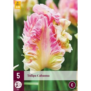 JUB Holland Tulipa Cabanna