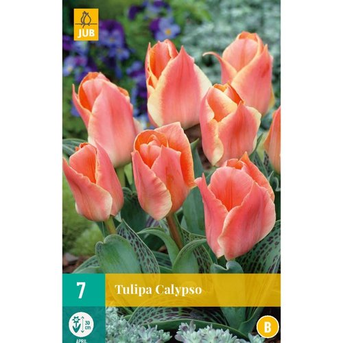 JUB Holland Tulipa Calypso