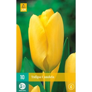 JUB Holland Tulipa Candela