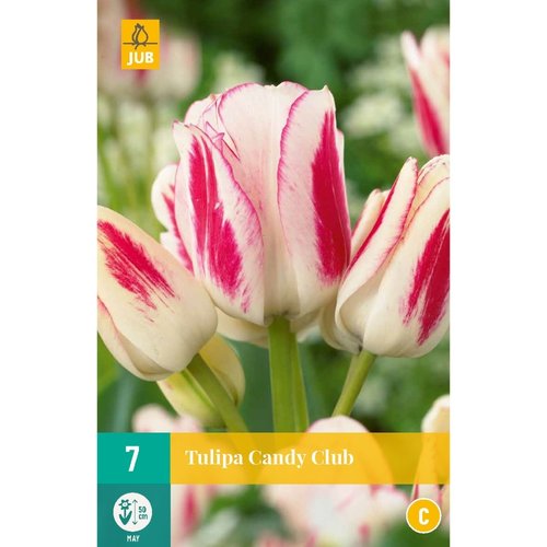 JUB Holland Tulipa Candy Club