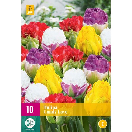 JUB Holland Tulipa Candy Love