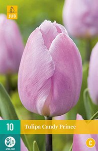 JUB Holland Tulipa Candy Prince