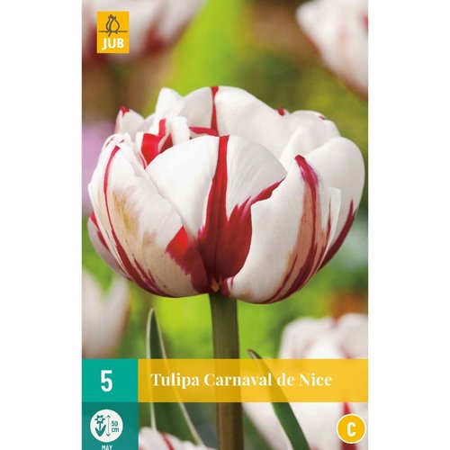 JUB Holland Tulipa Carnaval de Nice