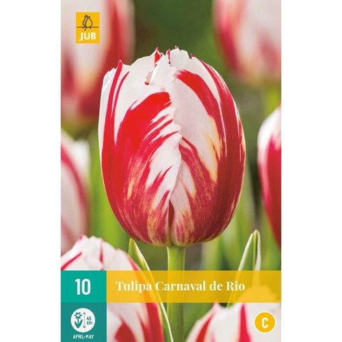 JUB Holland Tulipa Carnaval de Rio
