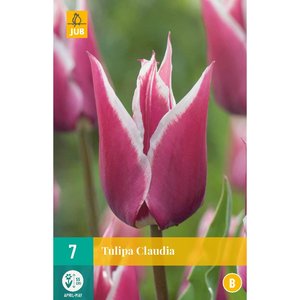 JUB Holland Tulipa Claudia