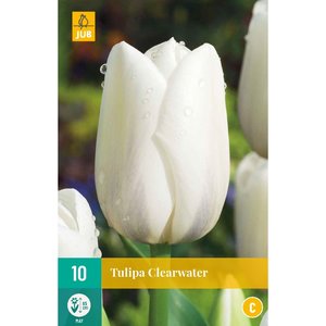 JUB Holland Tulipa Clearwater