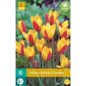 JUB Holland Tulipa clusiana Cynthia
