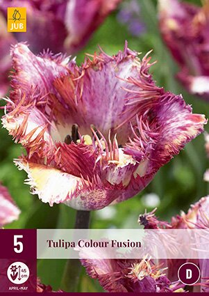 JUB Holland Tulipa Colour Fusion