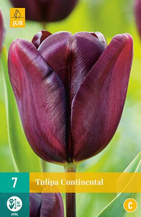 JUB Holland Tulipa Continental