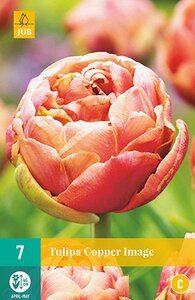 JUB Holland Tulipa Copper Image