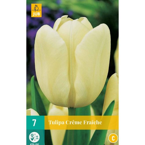 JUB Holland Tulipa Creme Fraiche