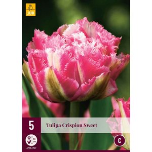 JUB Holland Tulipa Crispion Sweet