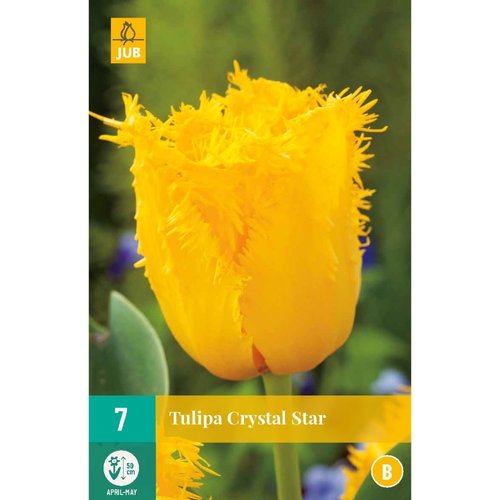 JUB Holland Tulipa Crystal Star