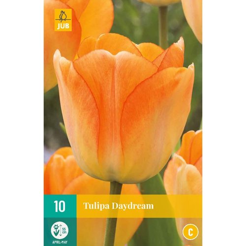 JUB Holland Tulipa Daydream