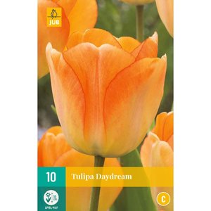 JUB Holland Tulipa Daydream