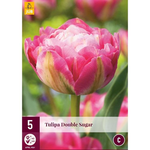 JUB Holland Tulipa Double Sugar