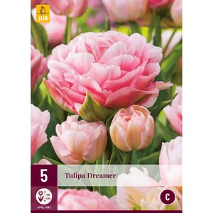 JUB Holland Tulipa Dreamer