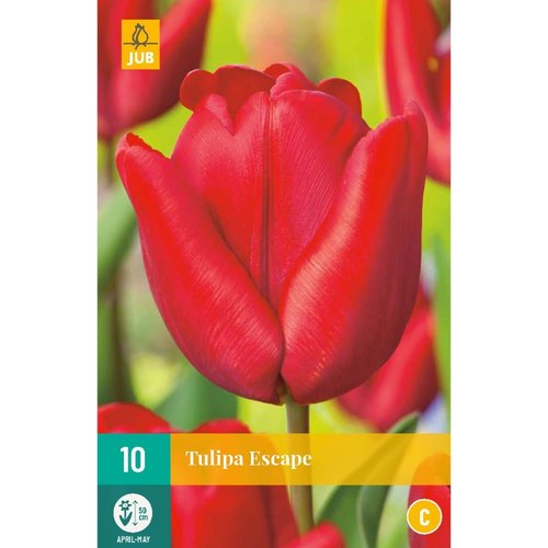 JUB Holland Tulipa Escape