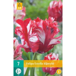 JUB Holland Tulipa Estella Rijnveld
