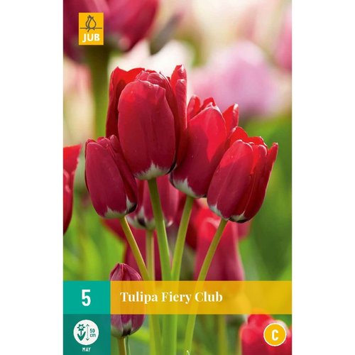 JUB Holland Tulipa Fiery Club