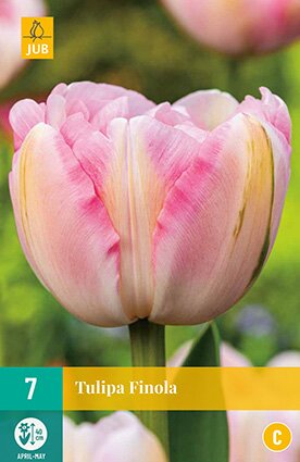 JUB Holland Tulipa Finola
