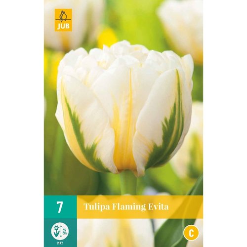 JUB Holland Tulipa Flaming Evita