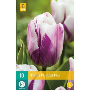 JUB Holland Tulipa Flaming Flag