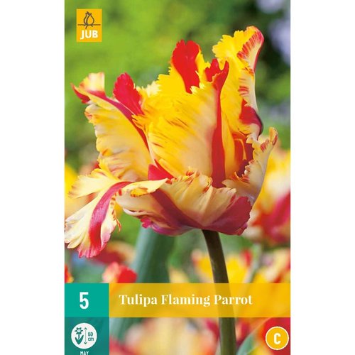 JUB Holland Tulipa Flaming Parrot