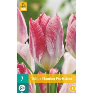 JUB Holland Tulipa Flaming Purissima