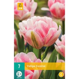 JUB Holland Tulipa Foxtrot