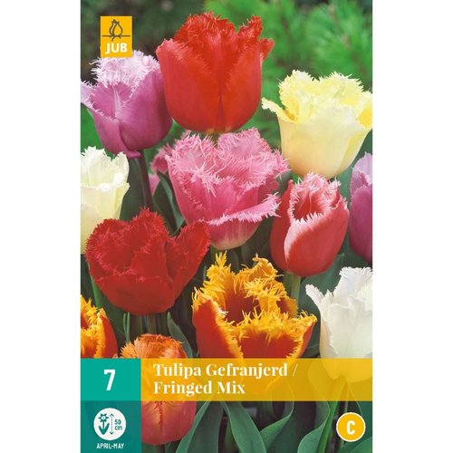 JUB Holland Tulipa Gefranjerd Mix