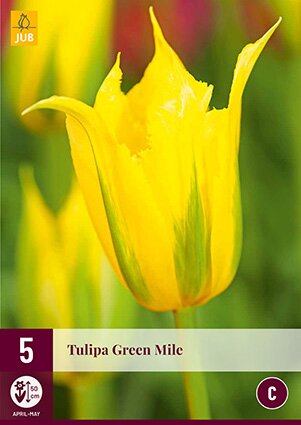 JUB Holland Tulipa Green Mile