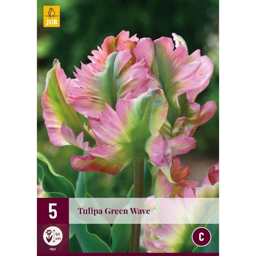 JUB Holland Tulipa Green Wave