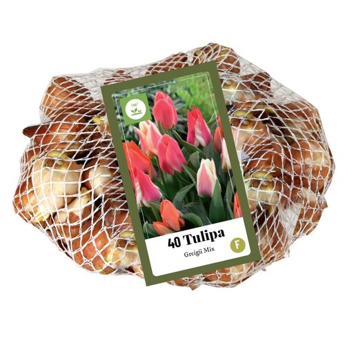 JUB Holland Tulipa Greigii Mix