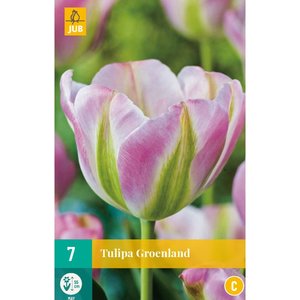 JUB Holland Tulipa Groenland