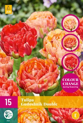 JUB Holland Tulipa Gudushnik Double