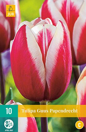 JUB Holland Tulipa Guus Papendrecht