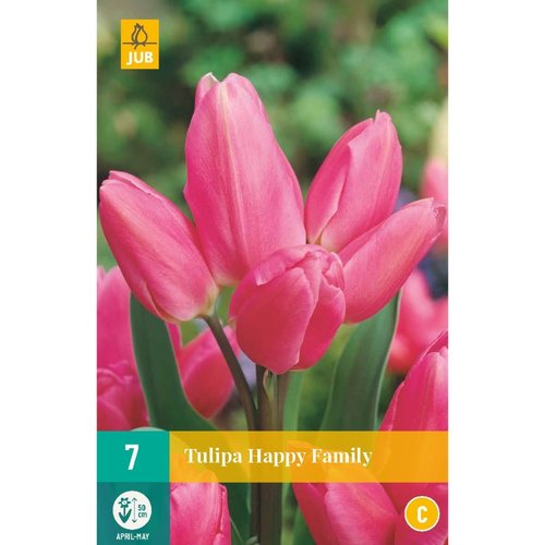 JUB Holland Tulipa Happy Family