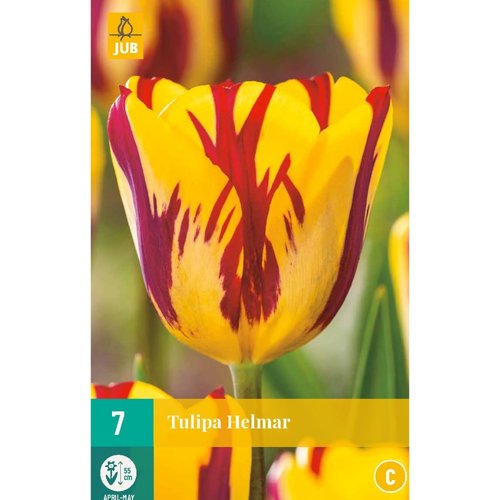 JUB Holland Tulipa Helmar