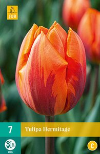 JUB Holland Tulipa Hermitage