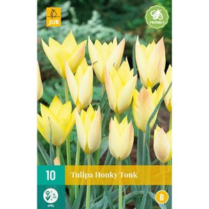 JUB Holland Tulipa Honky Tonk