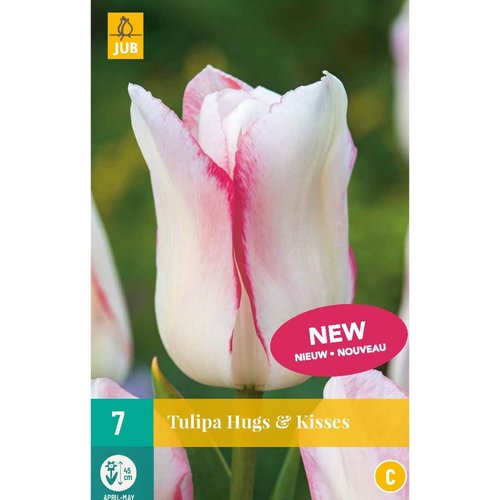 JUB Holland Tulipa Hugs & kisses