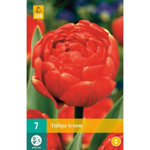 JUB Holland Tulipa Icoon