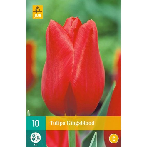 JUB Holland Tulipa Kingsblood