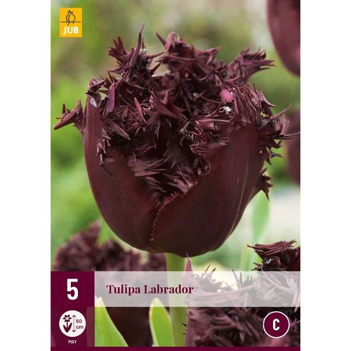JUB Holland Tulipa Labrador