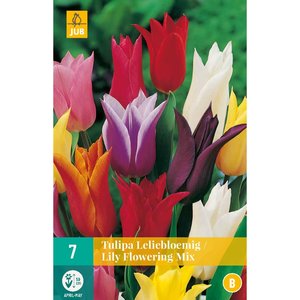 JUB Holland Tulipa Leliebloemig Mix